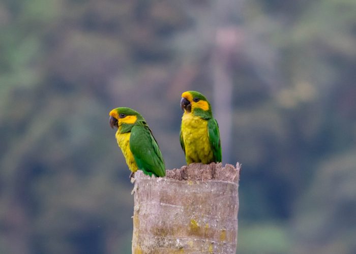 www.tolimabiodiversa.com Yellow-eared Parrot - Ognorhynchus icterotis Expediciones - Espinosa
